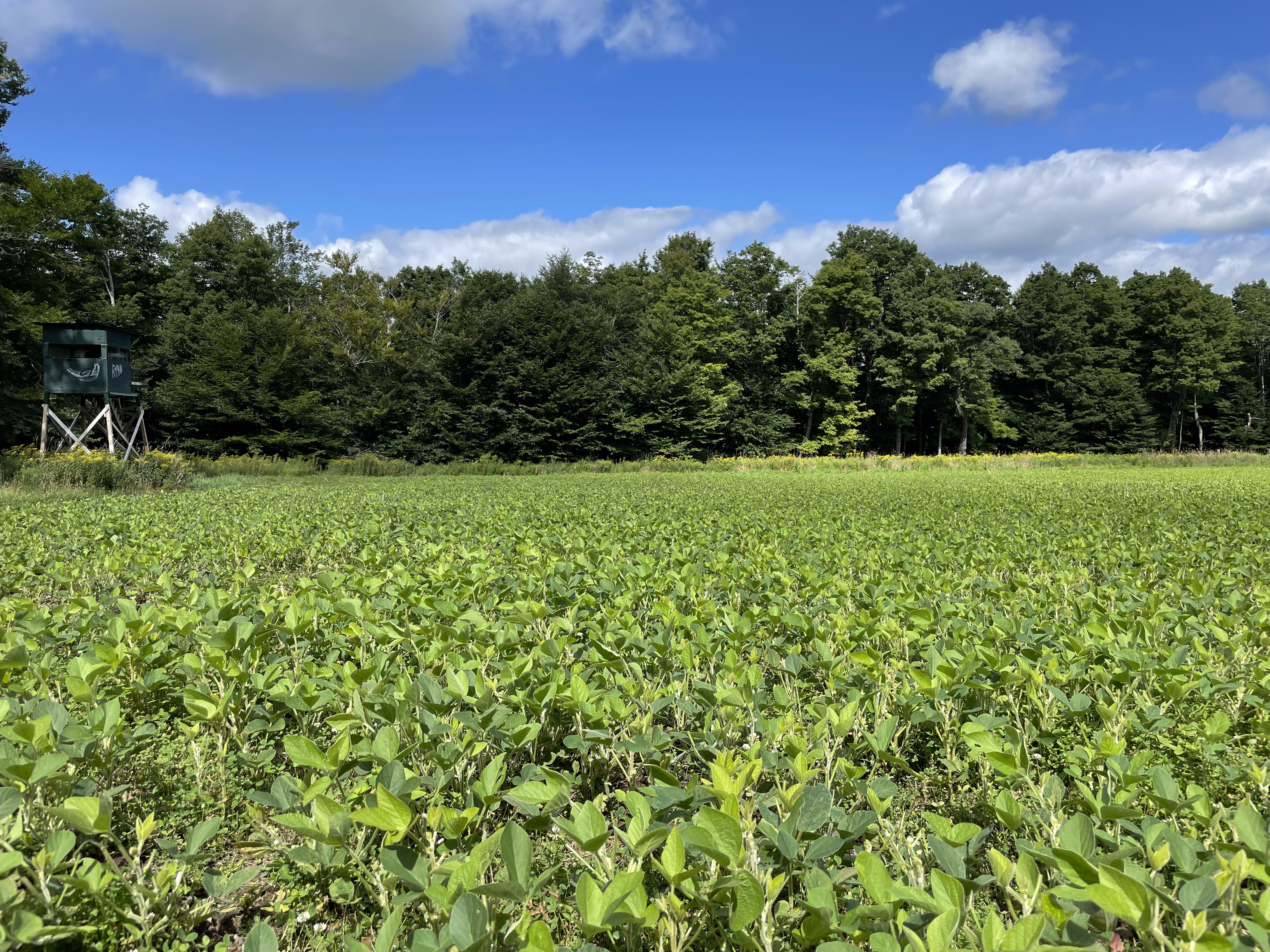Food Plots